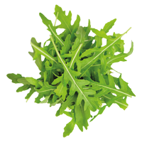 Rukola